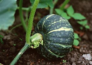 チャーミータピオカは即席で便利