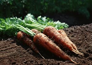 おみそ汁以外にも健康に良い料理が紹介されております