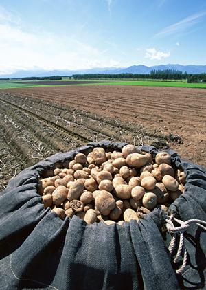 本場台湾のタピオカを販売する「マルイ物産」