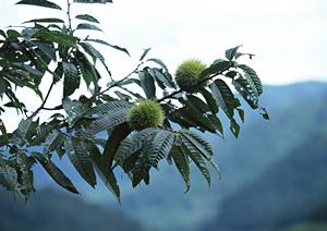 2025年版 高級弁当宅配の極意：贅沢な味とサービスを叶える最強ガイド