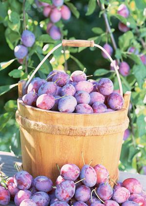 本格的なドイツのソーセージが食べられます