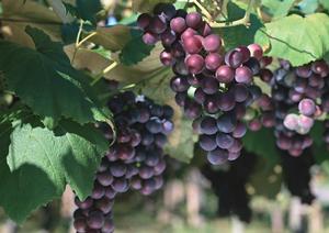 一尾一尾丁寧に調理されています