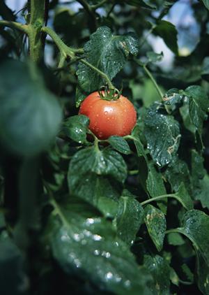 高崎のおしゃれなおすすめカフェ